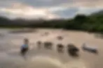 Shui Hau Beach, Lantau Island, water buffalo, Hong Kong, nature, wildlife, conservation, ecosystem, biodiversity, environmental protection, ecotourism.